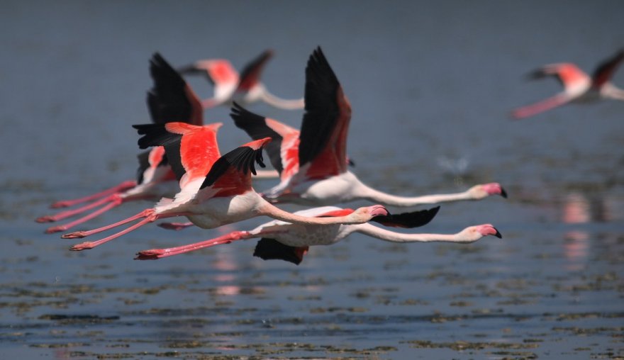 flamingo-b2.jpg