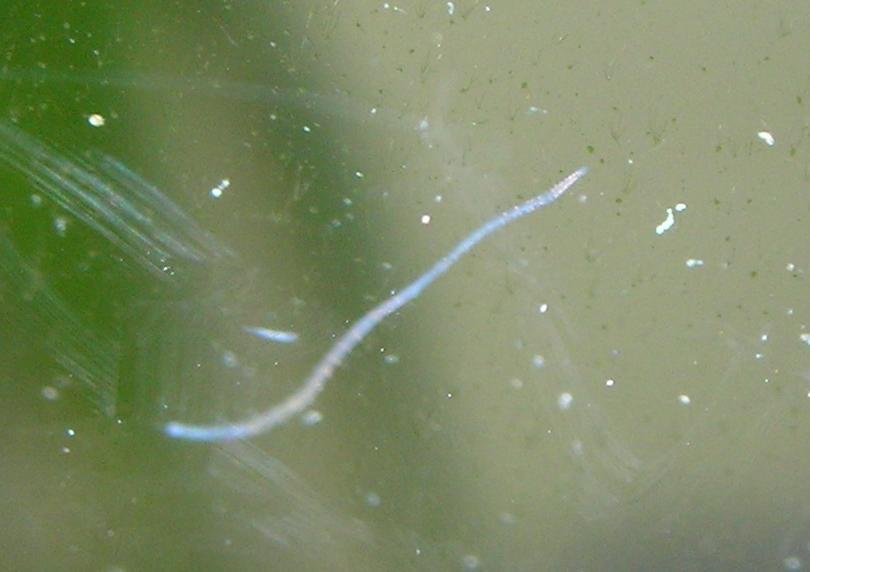 Слизь которой покрыта рыба выделяется. Аквариумные черви планарии. Черви в аквариуме нематоды. Нематоды энхитрей. Белые черви в аквариуме нематоды.